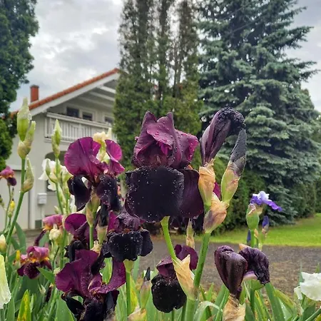 Hevizi Fecskefeszek Guest house *