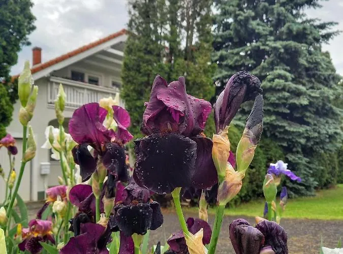 Hevizi Fecskefeszek ゲストハウス 3*