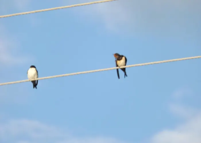 ゲストハウス Hevizi Fecskefeszek